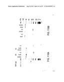 Glycopegylation Methods and Proteins/Peptides Produced by the Methods diagram and image