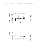 Glycopegylation Methods and Proteins/Peptides Produced by the Methods diagram and image