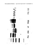 Glycopegylation Methods and Proteins/Peptides Produced by the Methods diagram and image