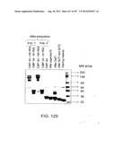 Glycopegylation Methods and Proteins/Peptides Produced by the Methods diagram and image