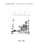 Glycopegylation Methods and Proteins/Peptides Produced by the Methods diagram and image