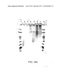 Glycopegylation Methods and Proteins/Peptides Produced by the Methods diagram and image