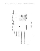 Glycopegylation Methods and Proteins/Peptides Produced by the Methods diagram and image