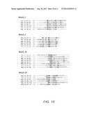 Peptide Aptamers that Bind to the Rep Proteins of ssDNA Viruses diagram and image