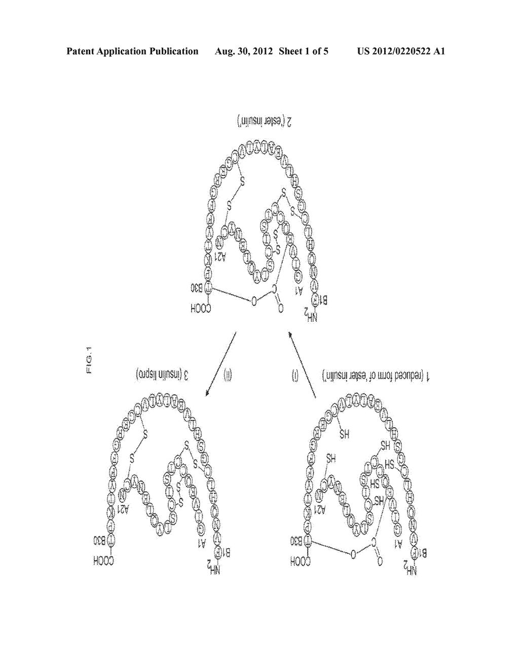 ESTER INSULIN - diagram, schematic, and image 02