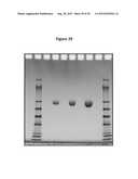 PEGYLATED C-PEPTIDE diagram and image