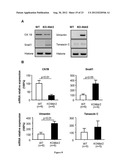 COMPOSTIONS DESIGNED FOR THE INHIBITION AND/OR BLOCKING OF THE     EPITHELIAL/MESENCHYMAL TRANSITION diagram and image