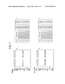 FUNCTIONAL MICROBIALLY FERMENTED TEA EXTRACT CONTAINING POLYPHENOL     DERIVATIVE AND METHOD FOR PRODUCING THE SAME diagram and image