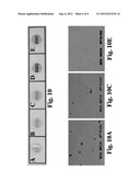 MIXED GARNET OXIDE SCINTILLATORS AND CORRSPONDING SYSTEMS AND METHODS diagram and image