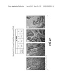 ANTI-MESOTHELIN ANTIBODIES AND IMMUNOCONJUGATES diagram and image