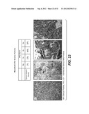 ANTI-MESOTHELIN ANTIBODIES AND IMMUNOCONJUGATES diagram and image