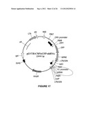 AGENTS USEFUL IN TREATING FACIOSCAPULOHUMERAL MUSCULAR DYSTROPHY diagram and image