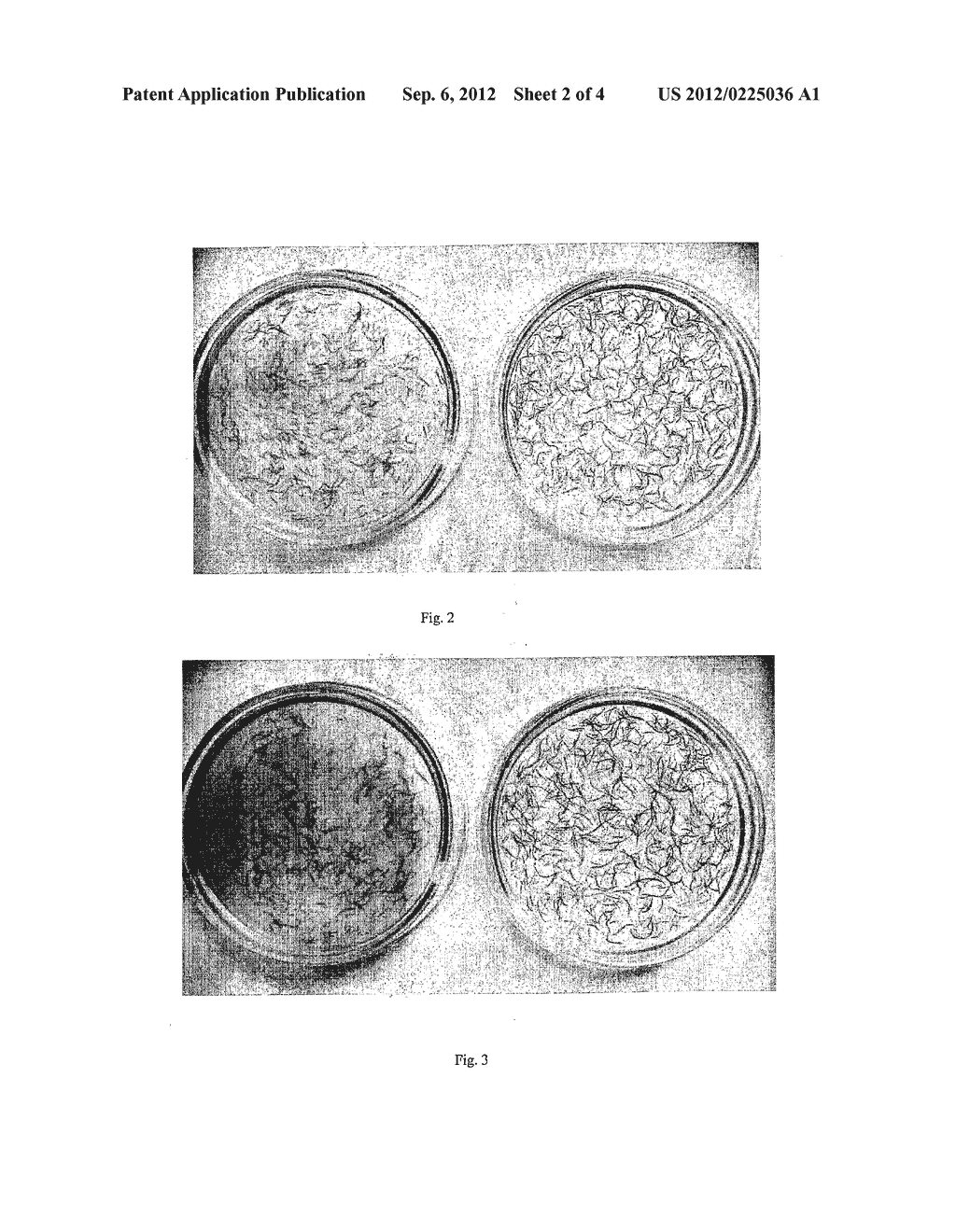 PLANKTON STRAIN ALGAE PARACHLORELLA NUREKIS 1904 KIEG AND HIS USE TO     EXTERMINATE CYANOBACTERIA, BACTERIA AND FUNGI - diagram, schematic, and image 03