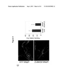 ADAM12 Inhibitors and Their Use Against Inflammation-Induced Fibrosis diagram and image