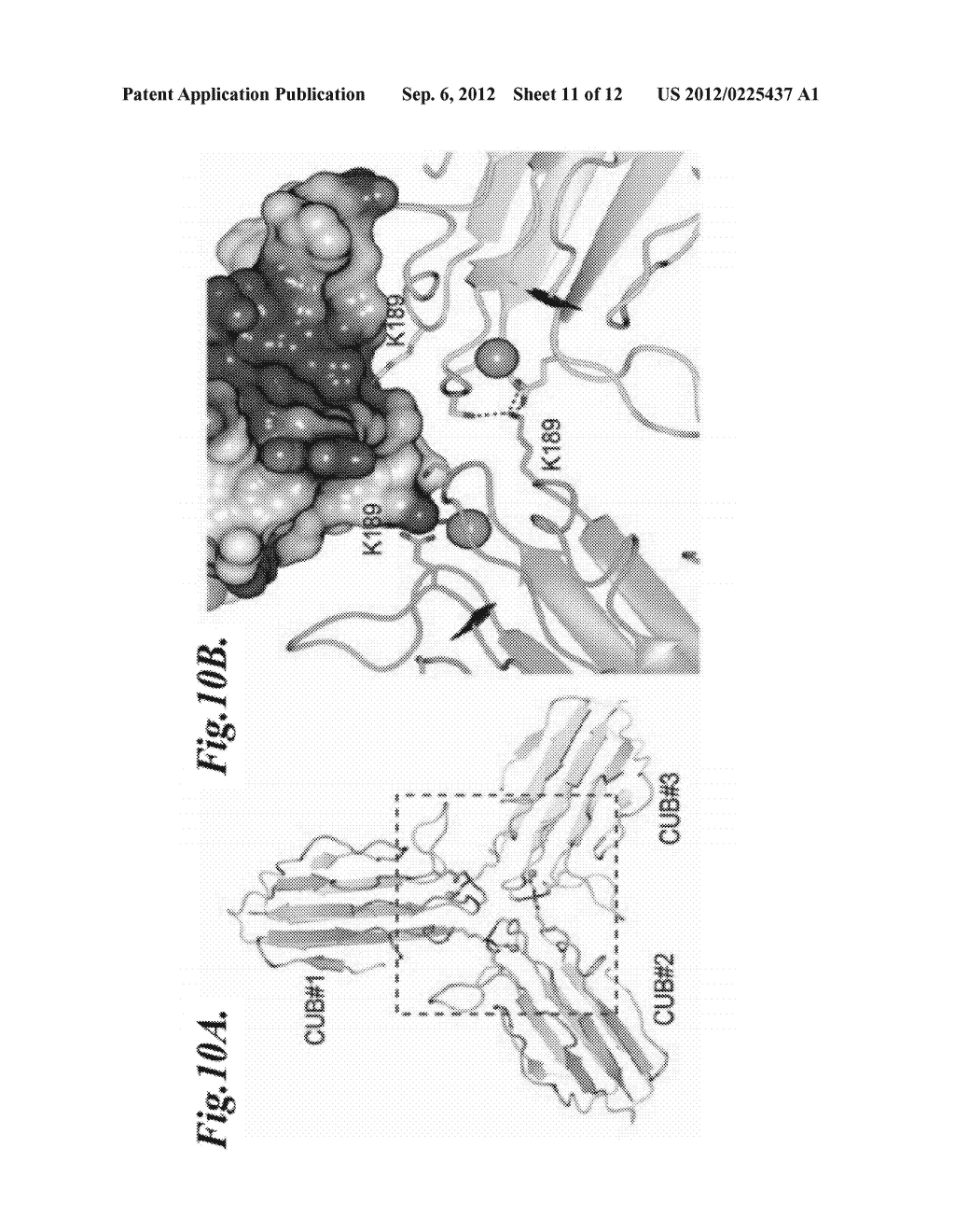 METHODS FOR IDENTIFYING INHIBITORS OF MANNAN-BINDING LECTIN ASSOCIATED     SERINE PROTEASE (MASP) PROTEINS AND USES THEREOF - diagram, schematic, and image 12