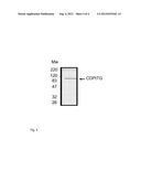 New Markers for the Diagnosis of Celiac Disease diagram and image