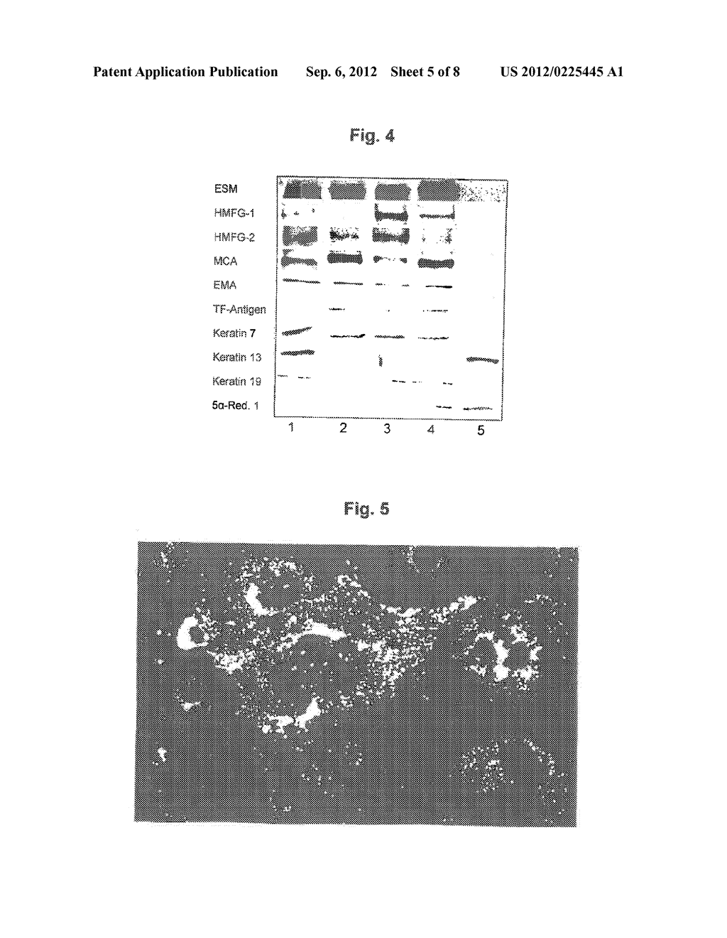 SEBOCYTES, SEBOCYTE CELL LINES AND APPLICATIONS THEREOF - diagram, schematic, and image 06