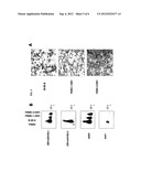 VIRAL AND VIRAL ASSOCIATED MIRNAS AND USES THEREOF diagram and image