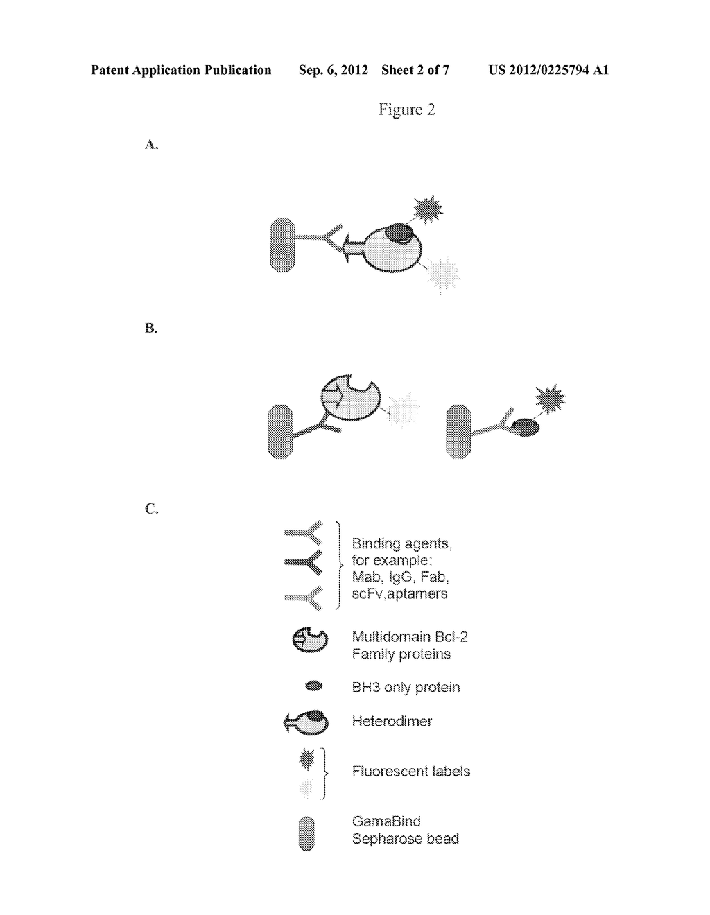 Antibodies Specific to Heterodimers of Bcl-2 Family and Uses Thereof - diagram, schematic, and image 03