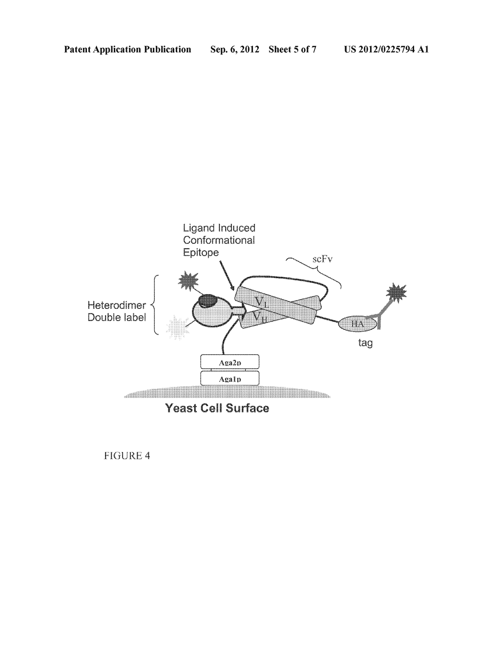 Antibodies Specific to Heterodimers of Bcl-2 Family and Uses Thereof - diagram, schematic, and image 06