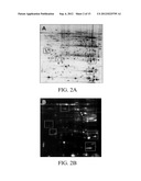 PROTEIN MARKERS FOR DETECTING LIVER CANCER AND METHOD FOR IDENTIFYING THE     MARKERS THEREOF diagram and image