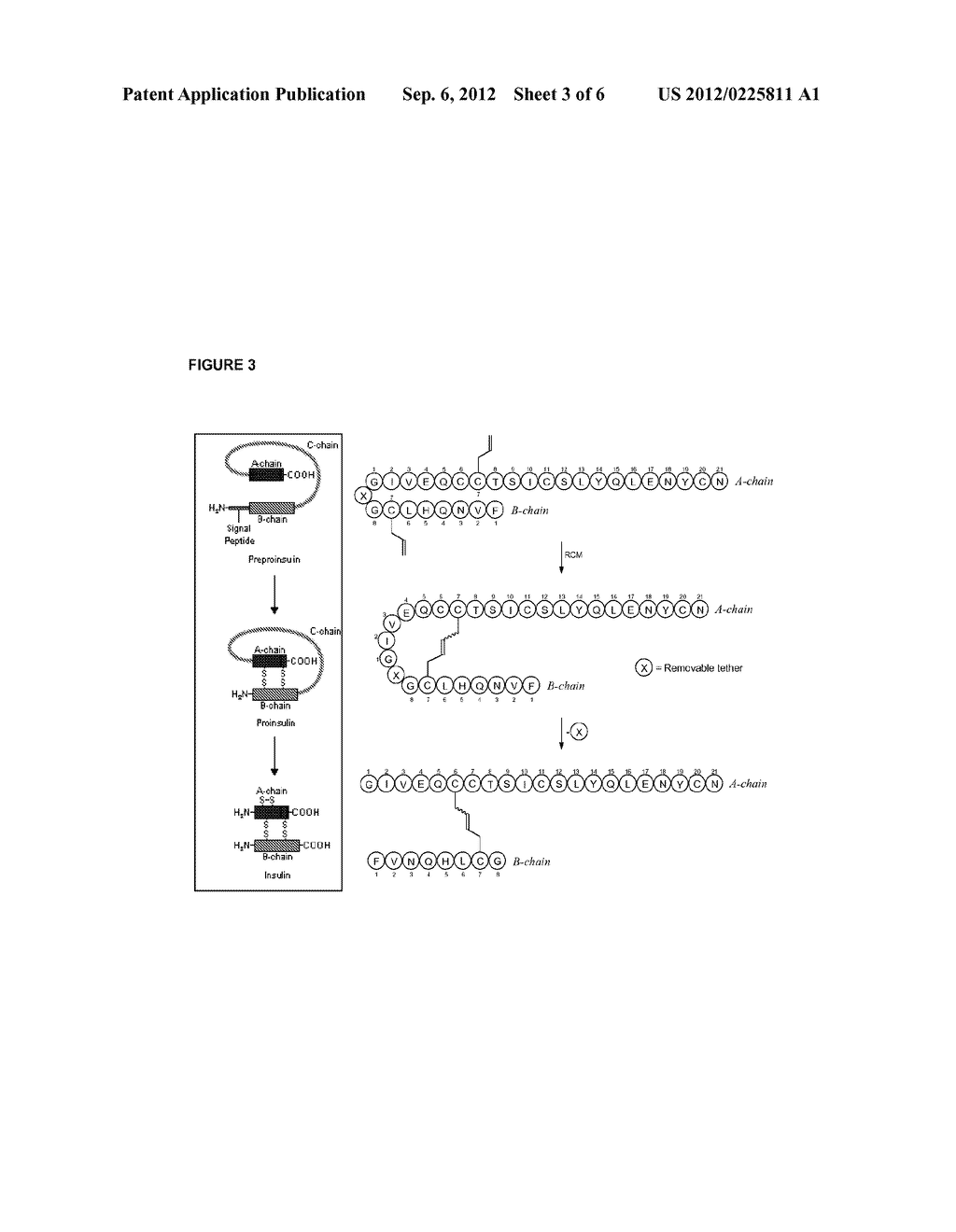 INSULIN ANALOGUES - diagram, schematic, and image 04