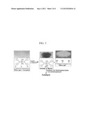 PROCESS FOR PRODUCING POLYCARBONATES AND A COORDINATION COMPLEX USED     THEREFOR diagram and image