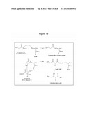 MICROBIAL PRODUCTION OF 3,4-DIHYDROXYBUTYRATE (3,4-DHBA), 2,3-     DIHYDROXYBUTYRATE (2,3-DHBA) AND 3-HYDROXYBUTYROLACTONE (3-HBL) diagram and image