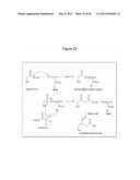 MICROBIAL PRODUCTION OF 3,4-DIHYDROXYBUTYRATE (3,4-DHBA), 2,3-     DIHYDROXYBUTYRATE (2,3-DHBA) AND 3-HYDROXYBUTYROLACTONE (3-HBL) diagram and image