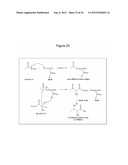 MICROBIAL PRODUCTION OF 3,4-DIHYDROXYBUTYRATE (3,4-DHBA), 2,3-     DIHYDROXYBUTYRATE (2,3-DHBA) AND 3-HYDROXYBUTYROLACTONE (3-HBL) diagram and image