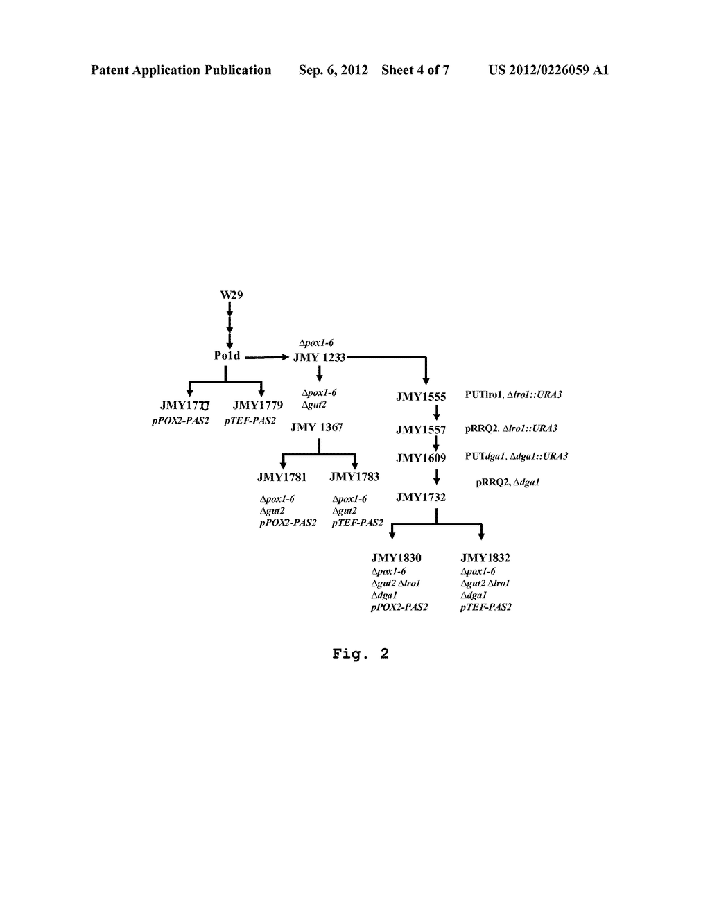 Method for the Production of Very Long Chain Fatty Acids (VLCFA) by     Fermentation with a Recombinant Yarrowia SP - diagram, schematic, and image 05