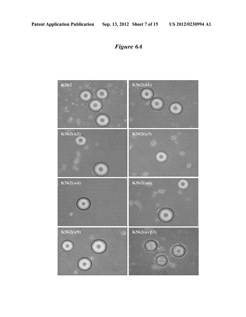 BLADDER CANCER SPECIFIC LIGAND PEPTIDES - diagram, schematic, and image 08