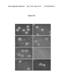 BLADDER CANCER SPECIFIC LIGAND PEPTIDES diagram and image