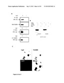 TREATMENT OF VASCULOPROLIFERATIVE CONDITIONS diagram and image