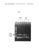 ANTIBODIES SPECIFICALLY BINDING TO THE EPIDERMAL GROWTH FACTOR RECEPTOR diagram and image