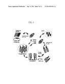 ANTIBODIES SPECIFICALLY BINDING TO THE EPIDERMAL GROWTH FACTOR RECEPTOR diagram and image