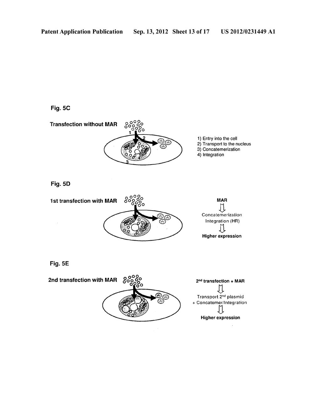 PRODUCTS AND METHODS FOR ENHANCED TRANSGENE EXPRESSION AND PROCESSING - diagram, schematic, and image 14