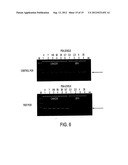 ASSAY FOR METHYLATION IN THE GST-PI GENE diagram and image