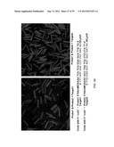 Brownian Microbarcodes for Bioassays diagram and image