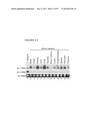 DETECTION OF NUCLEIC ACIDS diagram and image