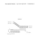 DETECTION OF NUCLEIC ACIDS diagram and image