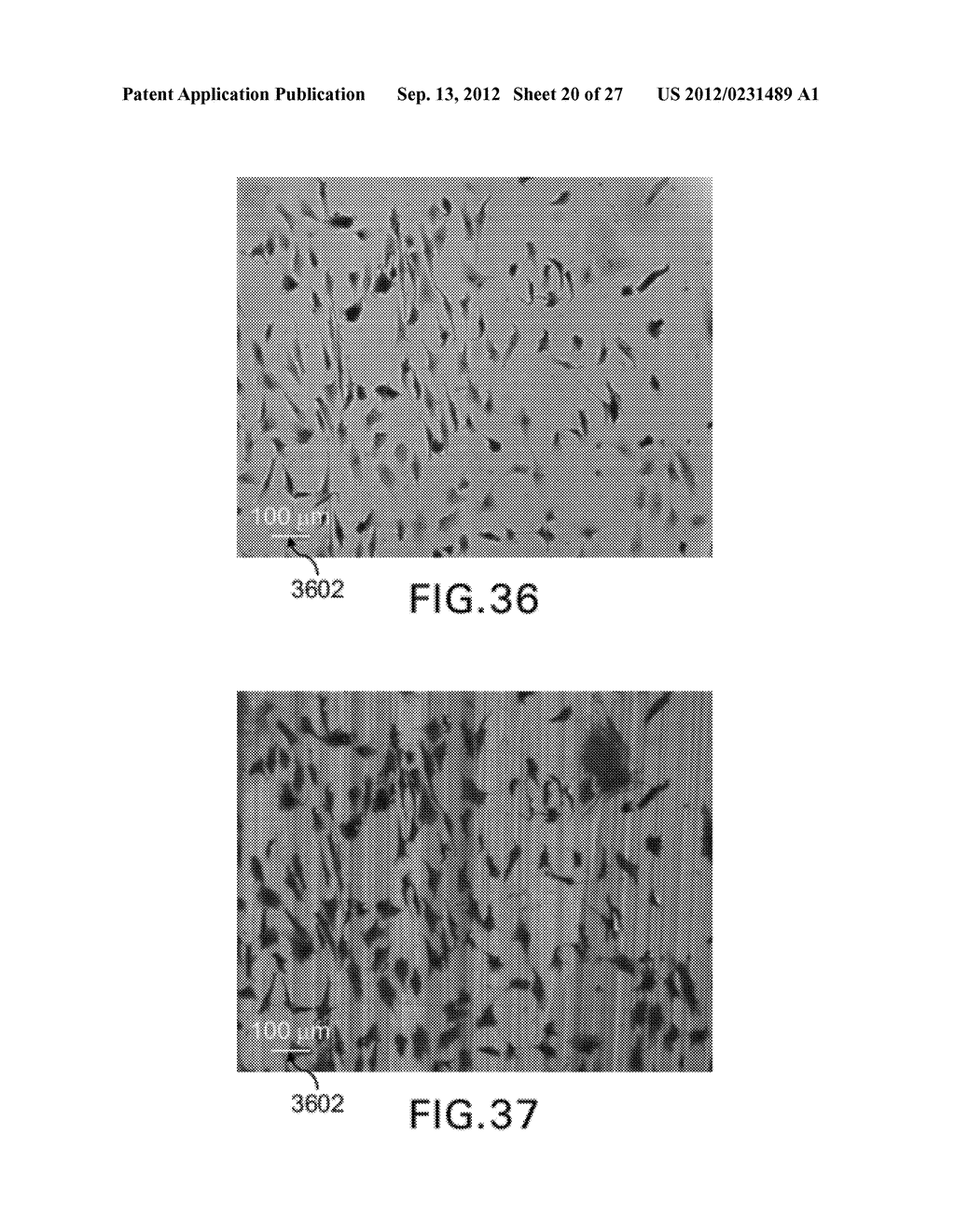 IRIDESCENT SURFACES AND APPARATUS FOR REAL TIME MEASUREMENT OF LIQUID AND     CELLULAR ADHESION - diagram, schematic, and image 21