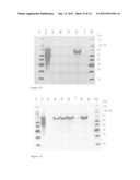 Cells For Transient Expression And Uses Thereof diagram and image