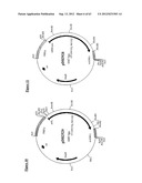 Gene Expression Technique diagram and image