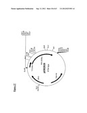 Gene Expression Technique diagram and image