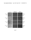 MINIATURIZED ELECTROPORATION-READY MICROWELL ARAY FOR HIGH-THROUGHPUT     GENOMIC SCREENING diagram and image