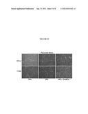 Biologically Active Human Umbilical Cord Blood Cell Extract Compounds and     Methods diagram and image