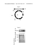 METHOD FOR MODIFYING BOVINE EMBRYO STEM CELLS AND METHOD FOR PURIFYING     PROTEINS PRODUCED BY MODIFIED BOVINE EMBRYO STEM CELLS diagram and image