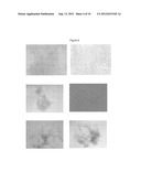 METHOD FOR MODIFYING BOVINE EMBRYO STEM CELLS AND METHOD FOR PURIFYING     PROTEINS PRODUCED BY MODIFIED BOVINE EMBRYO STEM CELLS diagram and image