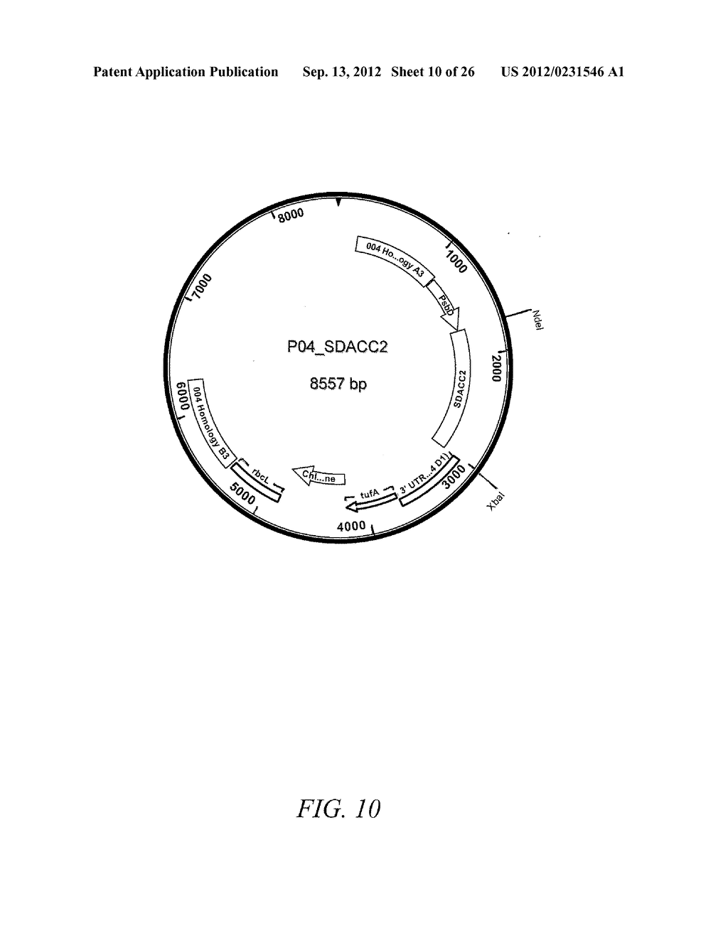 NOVEL ACETYL CoA CARBOXYLASES - diagram, schematic, and image 11